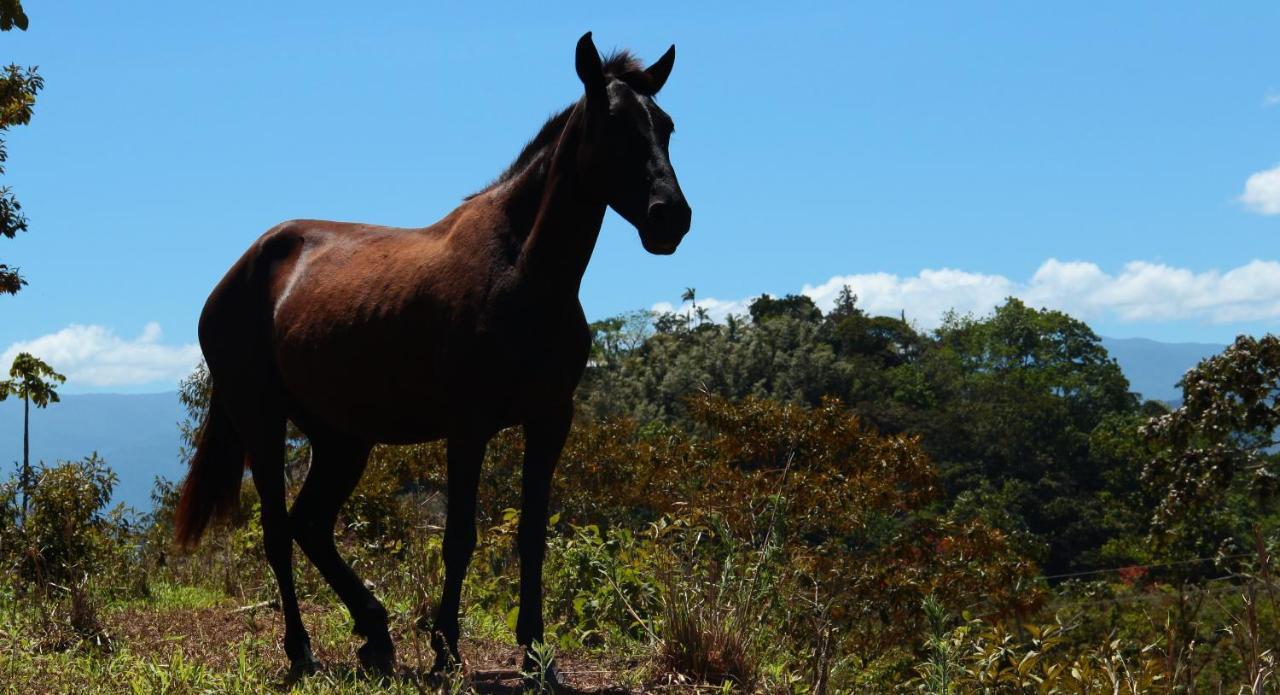 Hacienda Monteclaro 호텔 투리알바 외부 사진